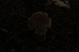 Boomkroonpad_062