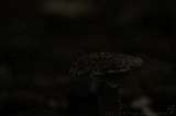 Boomkroonpad_063