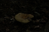 Boomkroonpad_064