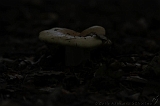 Boomkroonpad_065
