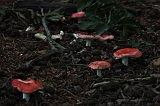 Boomkroonpad_067