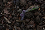Boomkroonpad_068