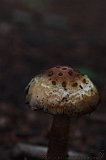Boomkroonpad_080