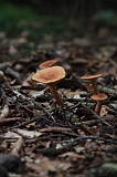 Boomkroonpad_086
