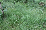 Boomkroonpad_092