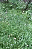 Boomkroonpad_093