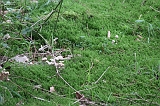 Boomkroonpad_096