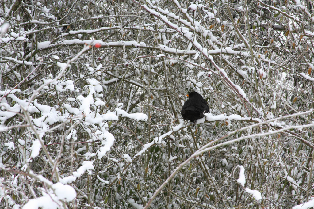 Winter_002.jpg