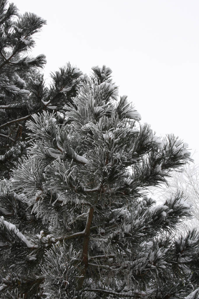 Winter_004.jpg