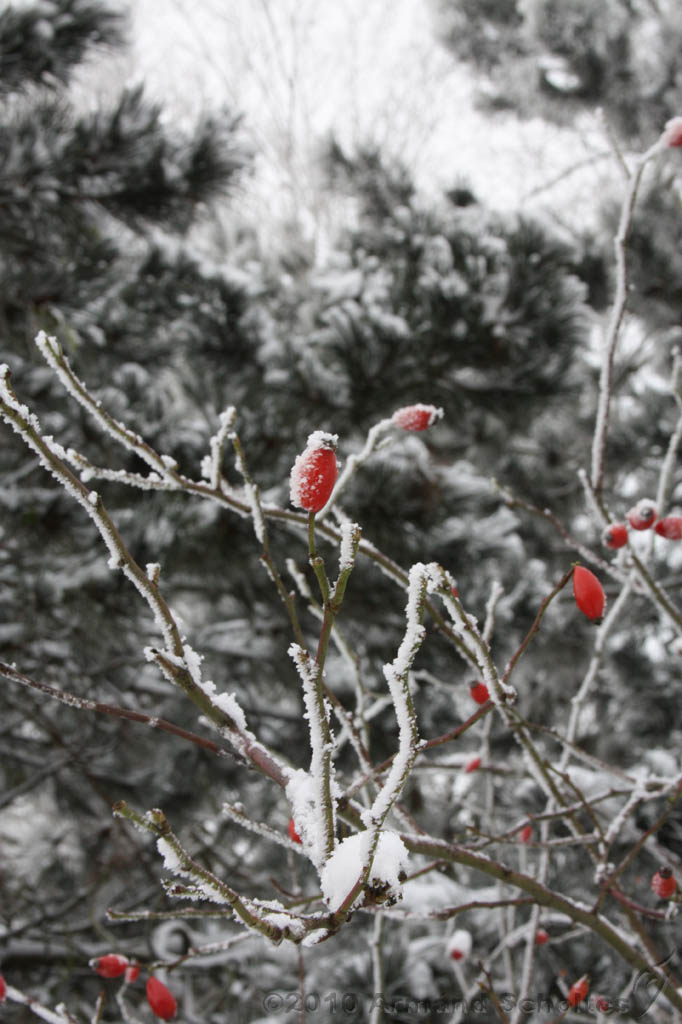 Winter_005.jpg