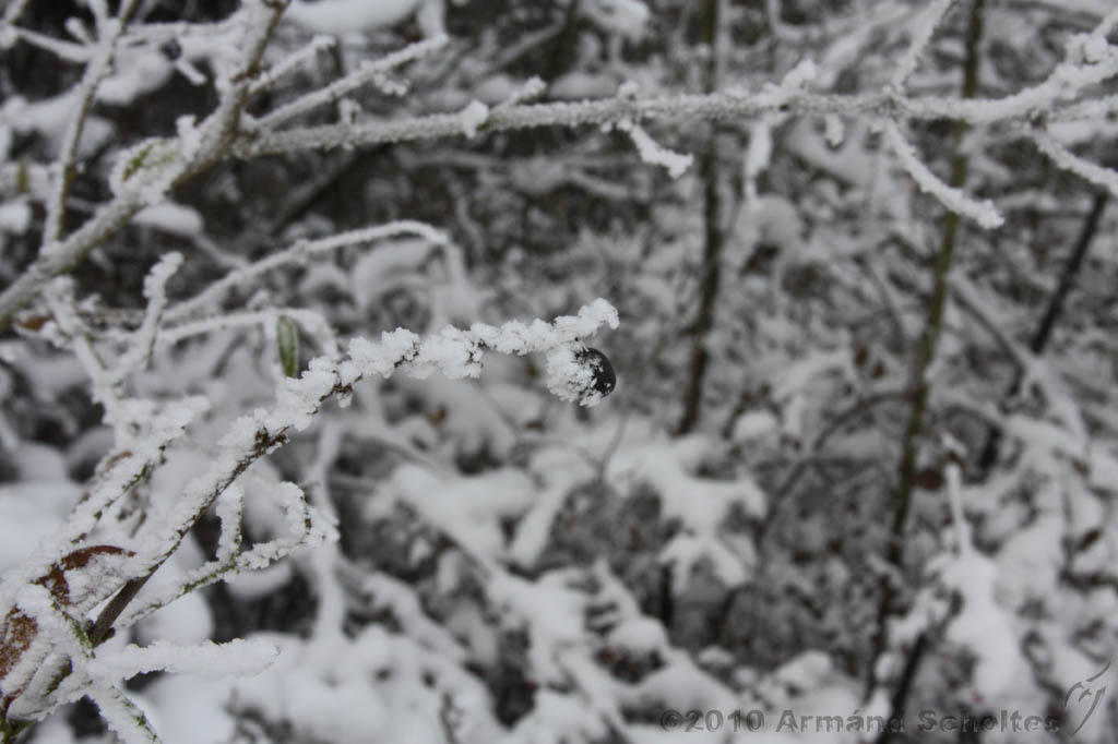 Winter_006.jpg