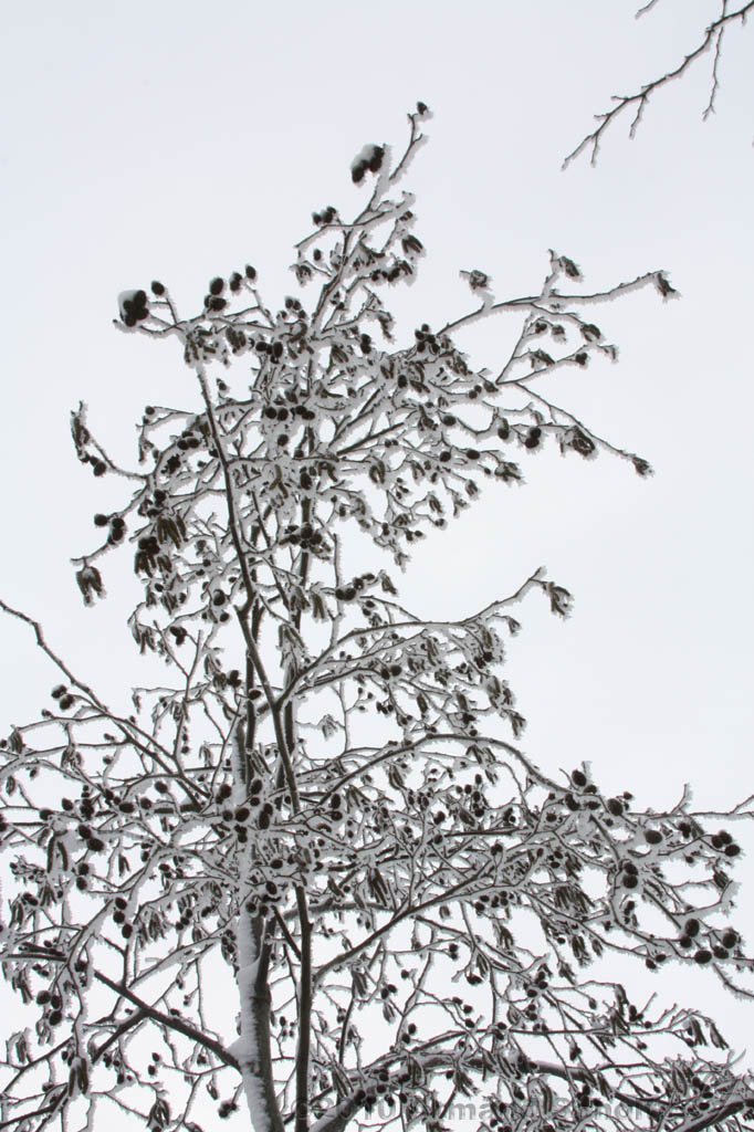 Winter_009.jpg