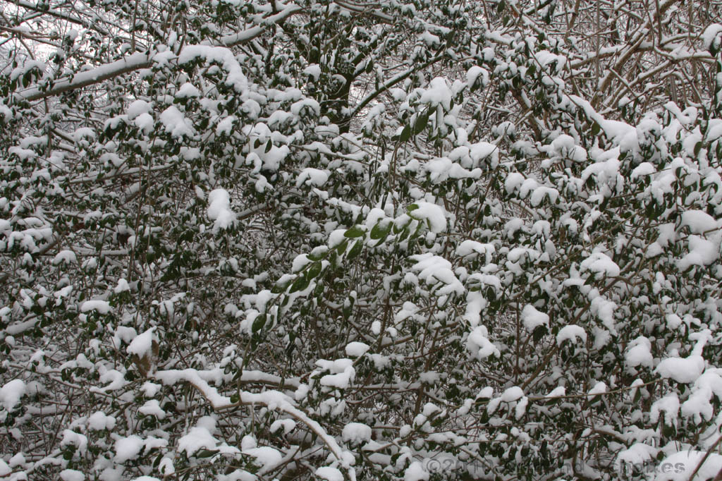 Winter_011.jpg
