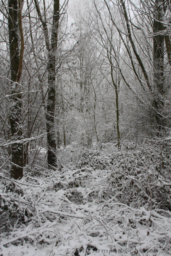Winter_012.jpg