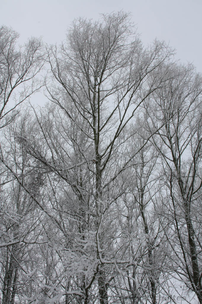 Winter_021.jpg