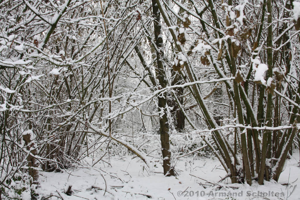 Winter_026.jpg