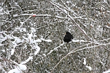 Winter_002