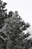 Winter_004