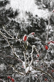 Winter_005