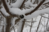 Winter_008