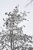Winter_009