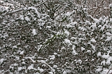 Winter_011