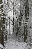 Winter_019