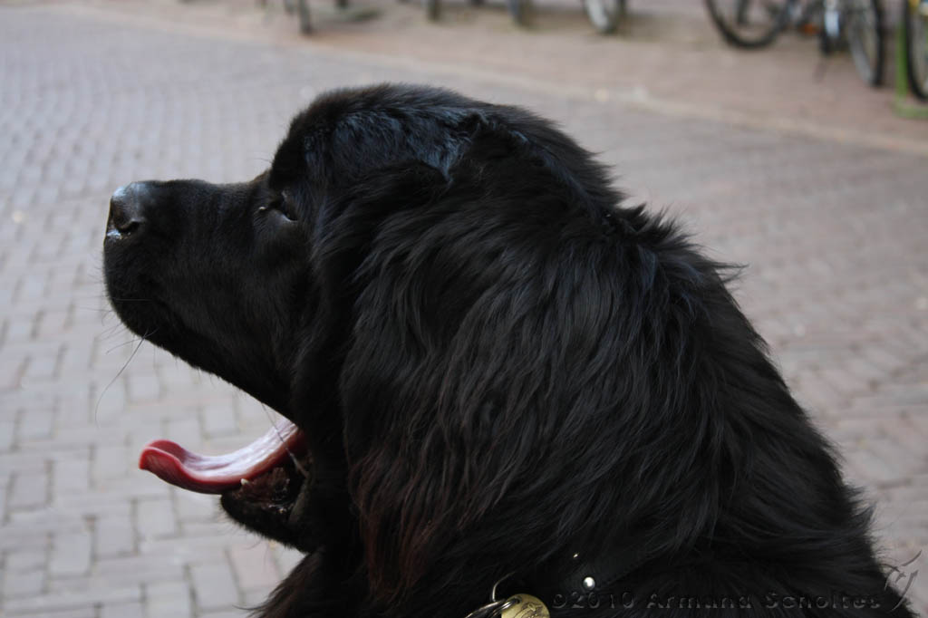 2010-05-05_Lobbes_002.jpg