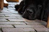 2010-05-05_Lobbes_001