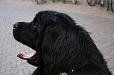 2010-05-05_Lobbes_002