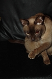 2010-05-21_AvondjeBuizen_006