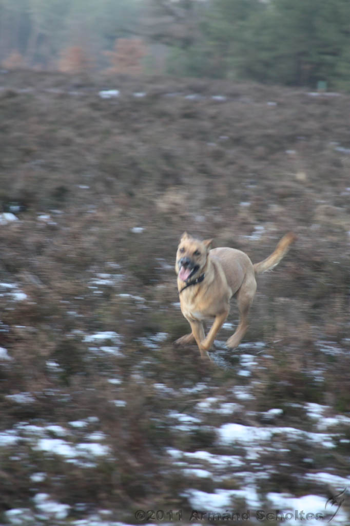 Nieuwjaarswandeling_2011_020.jpg