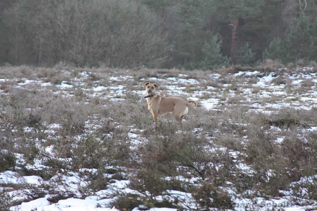 Nieuwjaarswandeling_2011_022.jpg