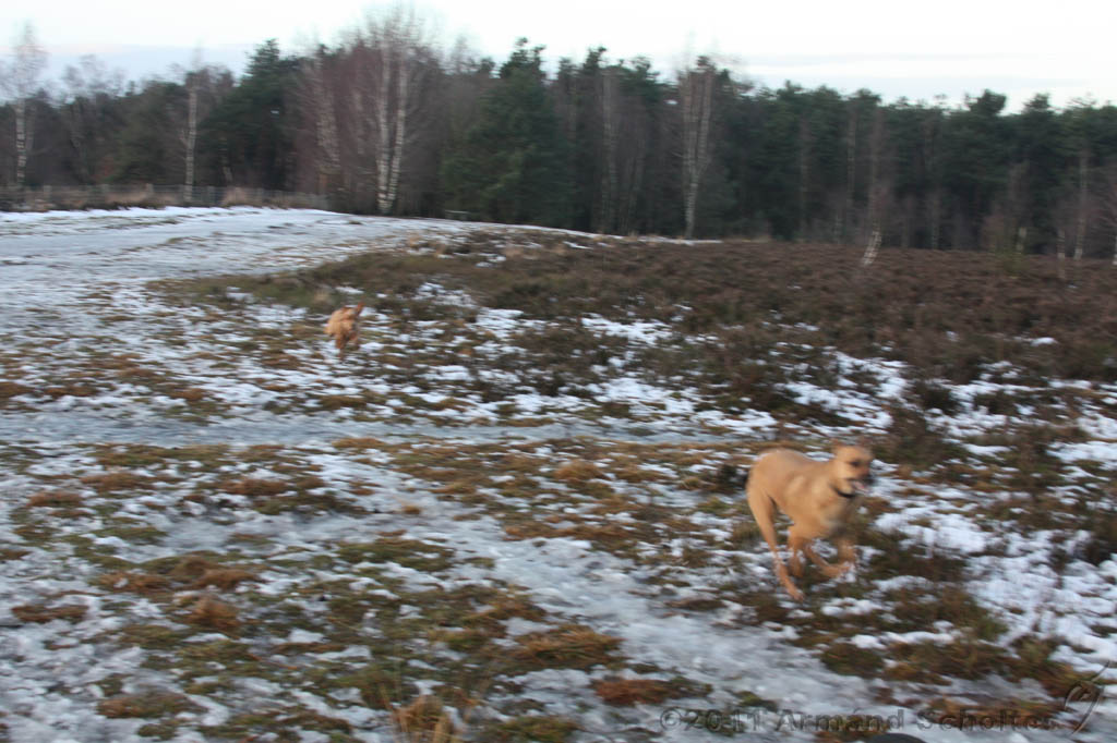Nieuwjaarswandeling_2011_032.jpg