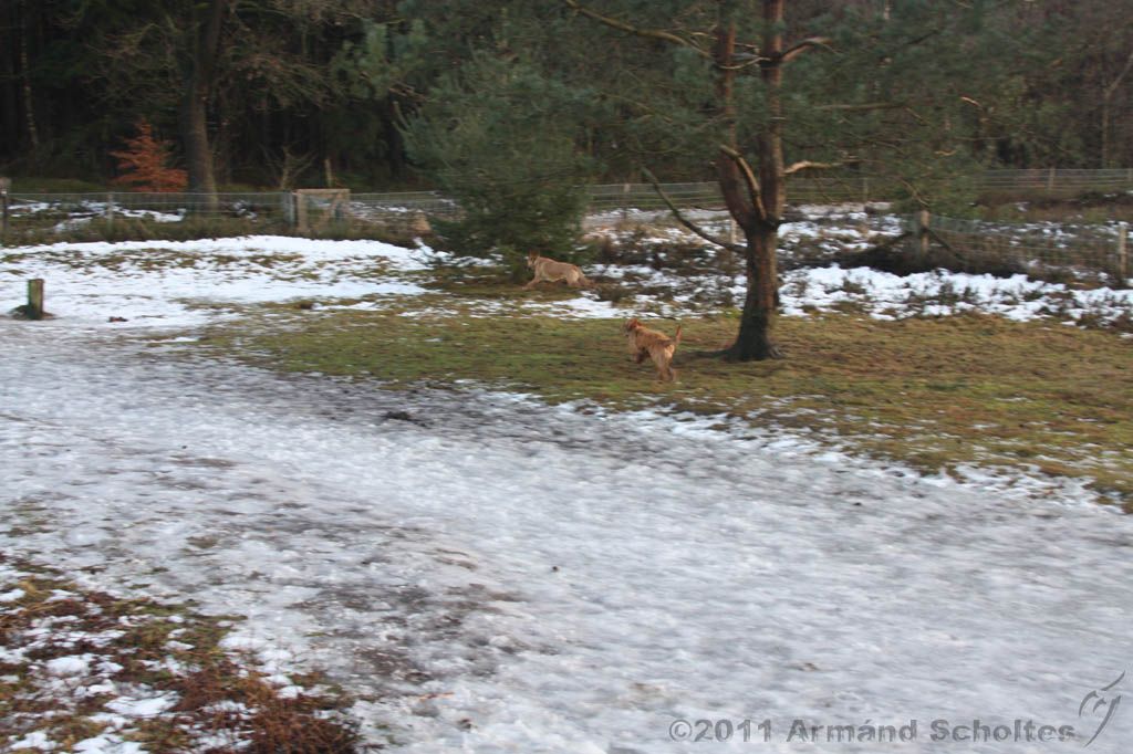 Nieuwjaarswandeling_2011_033.jpg