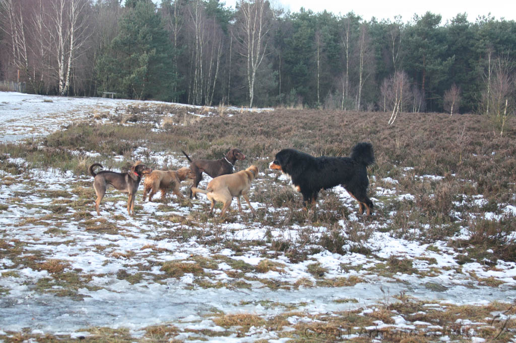 Nieuwjaarswandeling_2011_046.jpg