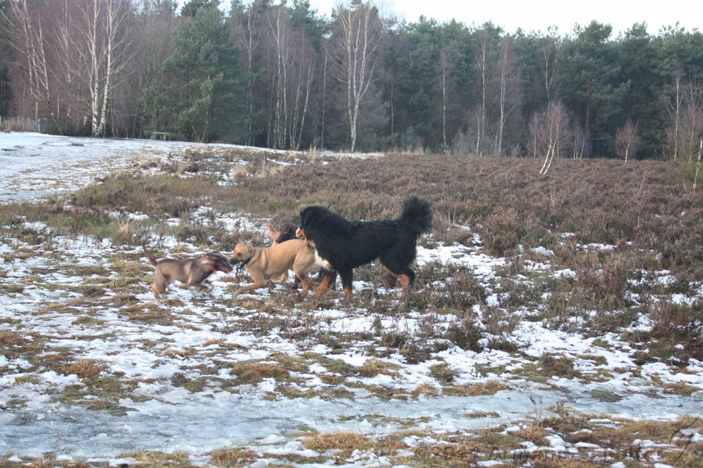 Nieuwjaarswandeling_2011_047.jpg