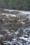 Nieuwjaarswandeling_2011_019