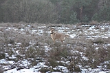 Nieuwjaarswandeling_2011_022