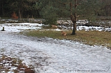 Nieuwjaarswandeling_2011_033