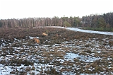 Nieuwjaarswandeling_2011_043