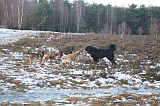 Nieuwjaarswandeling_2011_046