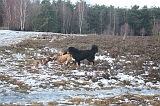 Nieuwjaarswandeling_2011_047