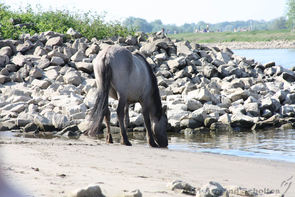 Aan_de_IJssel_016.jpg