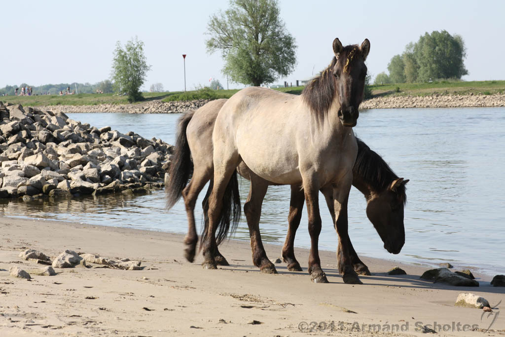 Aan_de_IJssel_019.jpg