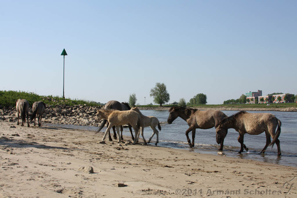 Aan_de_IJssel_026.jpg