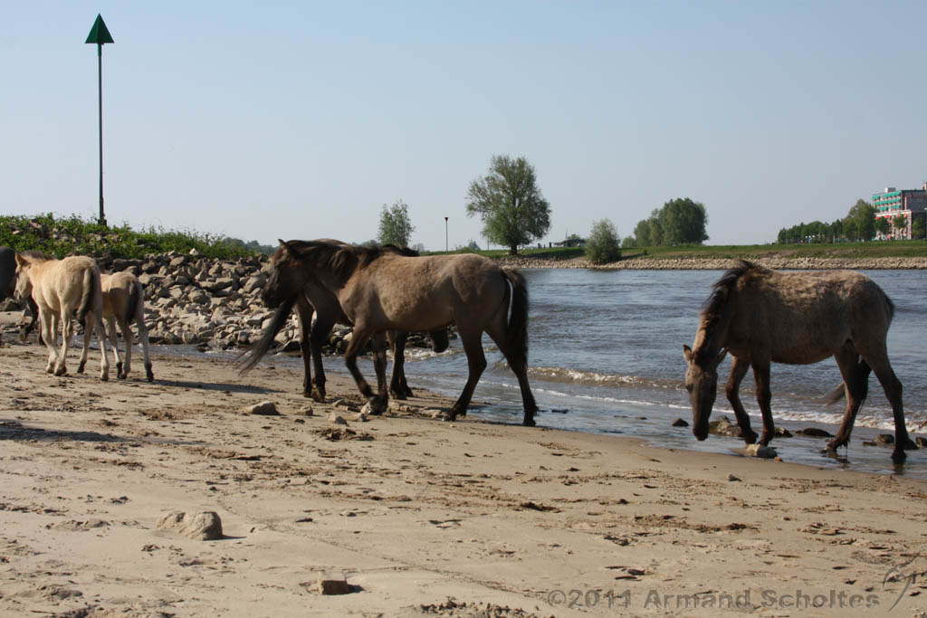 Aan_de_IJssel_027.jpg