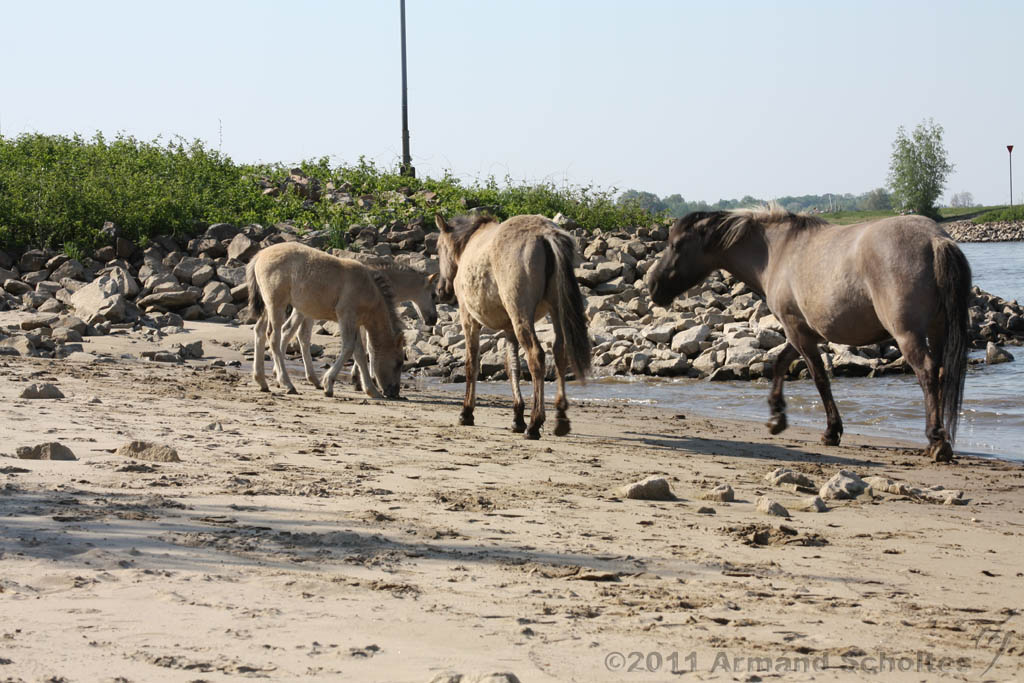 Aan_de_IJssel_028.jpg