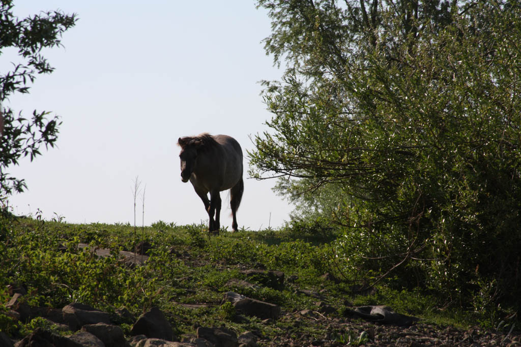 Aan_de_IJssel_031.jpg