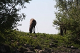 Aan_de_IJssel_008
